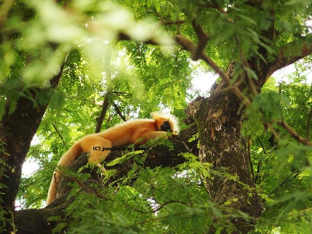 Primates of Manas National Park – Manas National Park and Tiger Reserve –  Assam, India